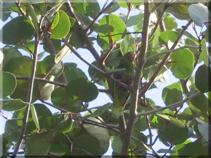 Cayman Brac Parrot
